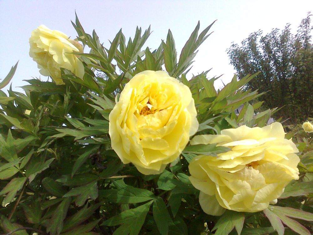  photo 13_zps69dff4c7.jpg