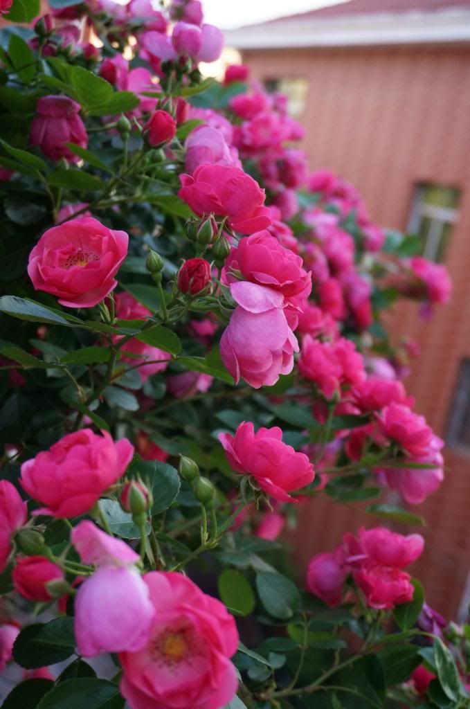 Container climbing rose