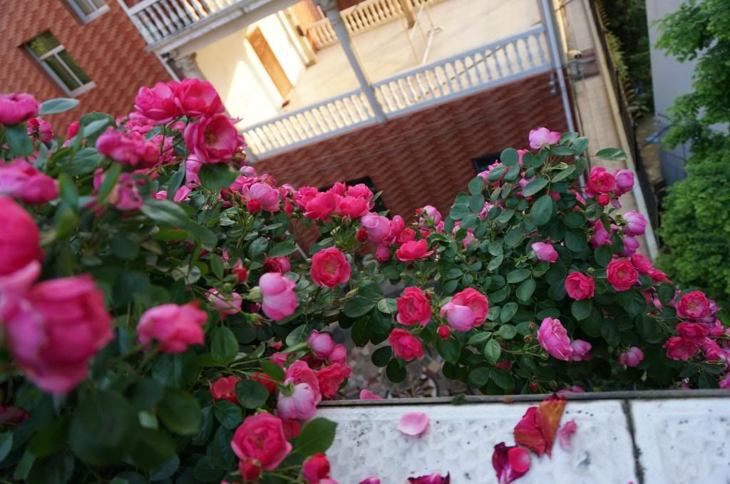 Container climbing rose