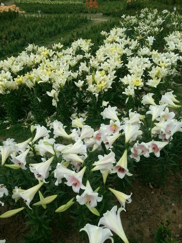  photo 15_zpsb4e10008.jpg