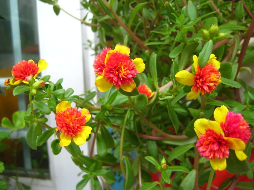  photo 17_zps705554f2.jpg