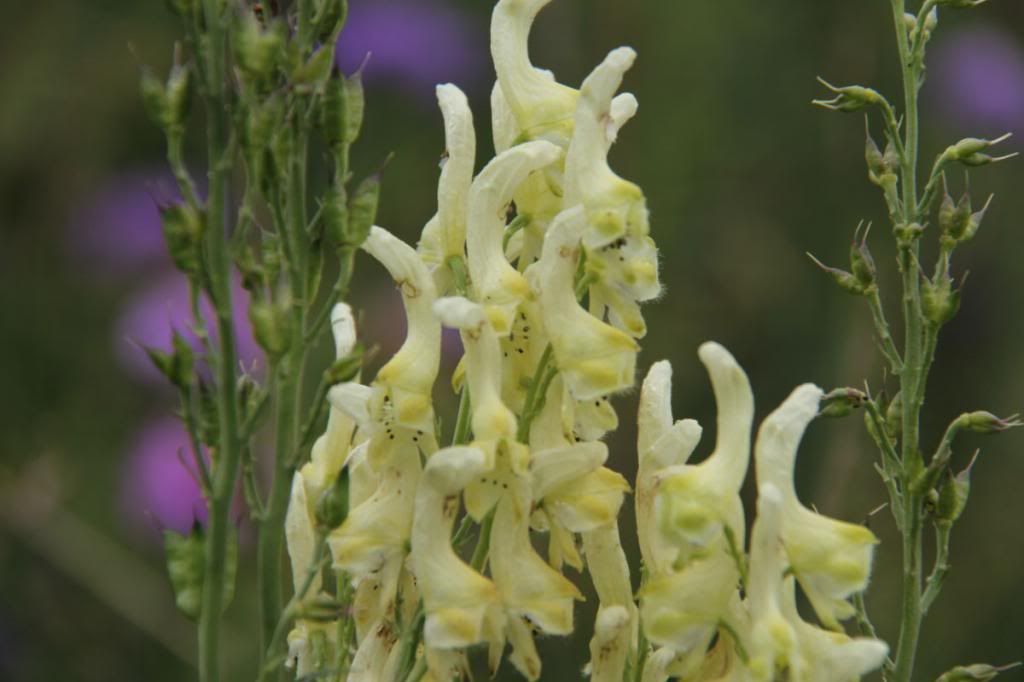  photo 18_zpsa79ee1d3.jpg