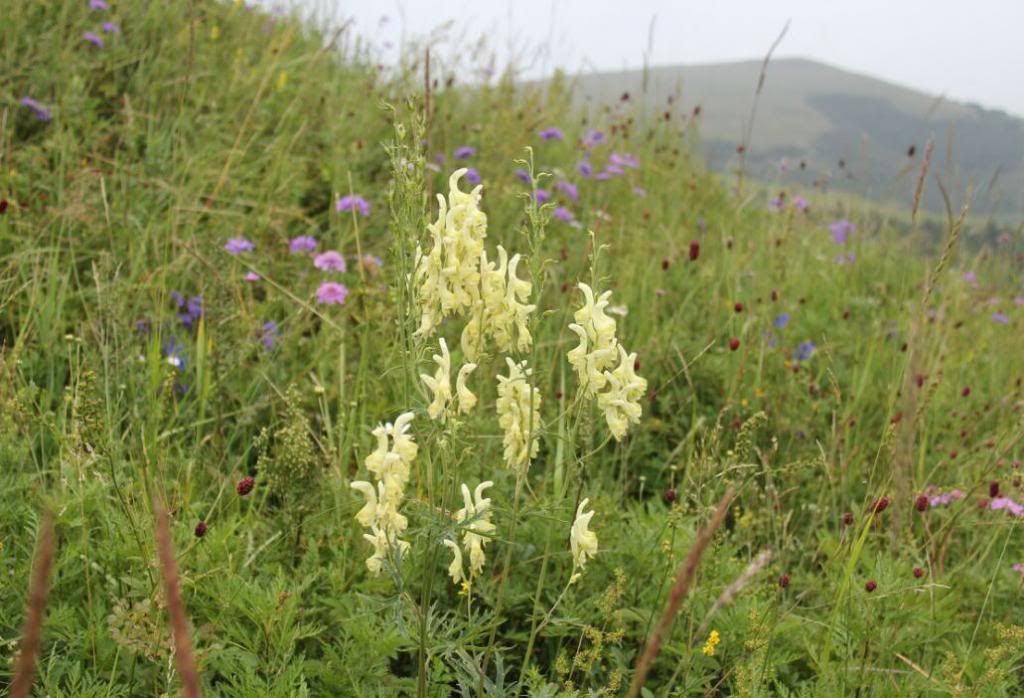  photo 19_zpsb92ee34e.jpg