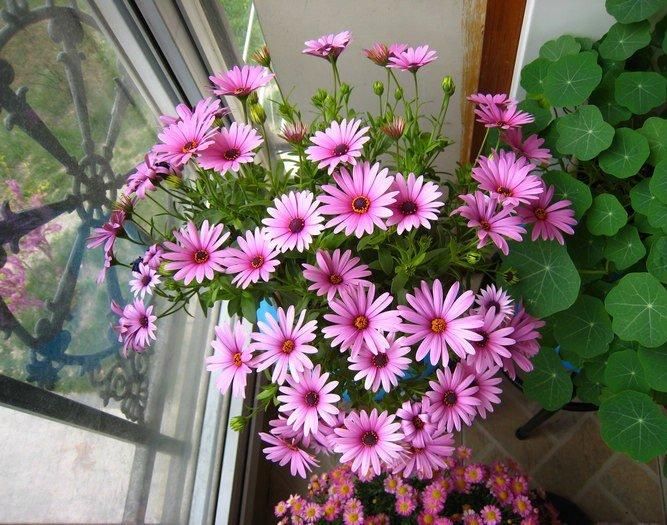  photo 1_zps4ba137af.jpg