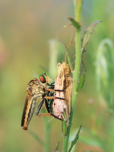  photo 1_zps9c1e997d.jpg