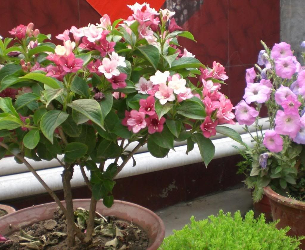  photo 1_zps9ee28156.jpg