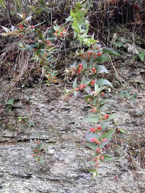  photo 1_zpscb08cfc3.jpg