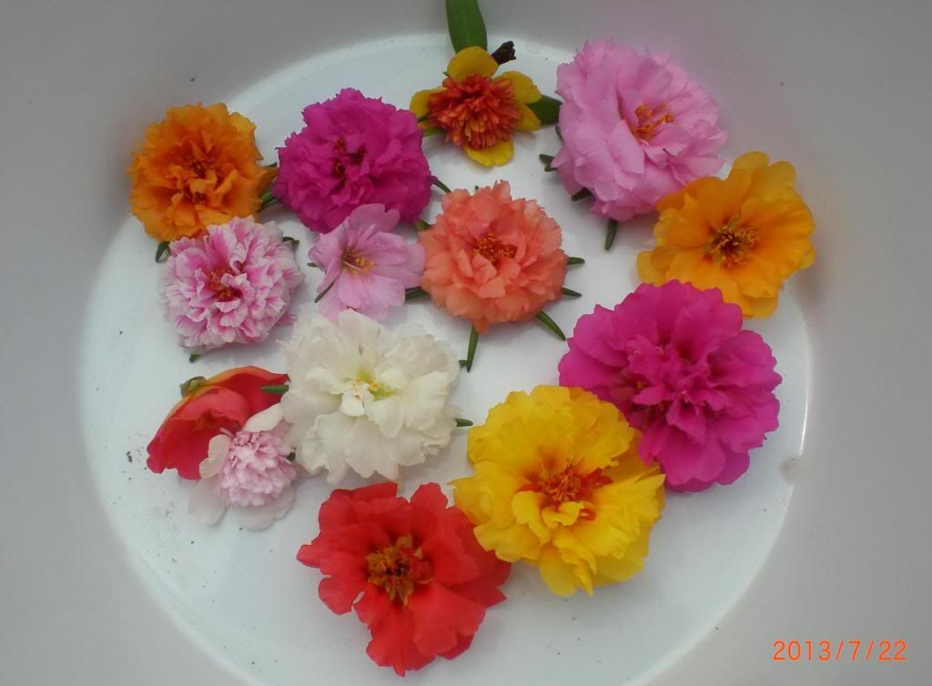  photo 1_zpsda1835af.jpg