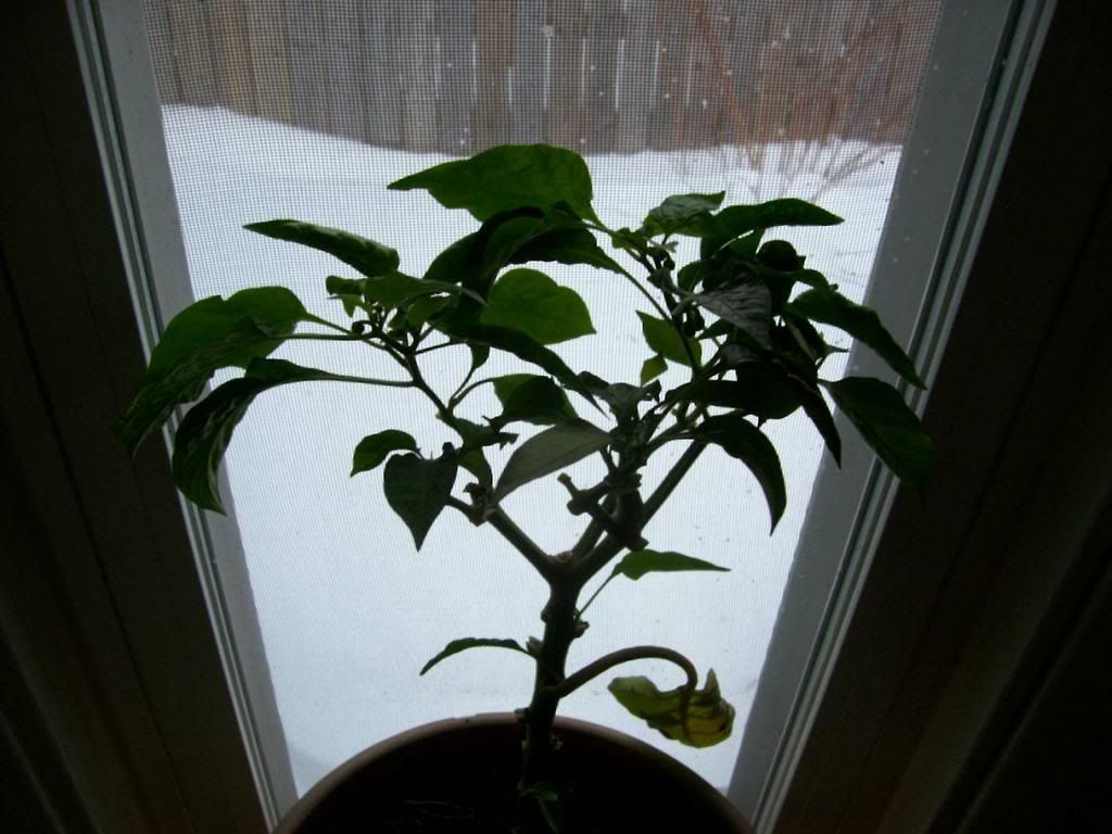  photo 2014Win055_zps3904694f.jpg