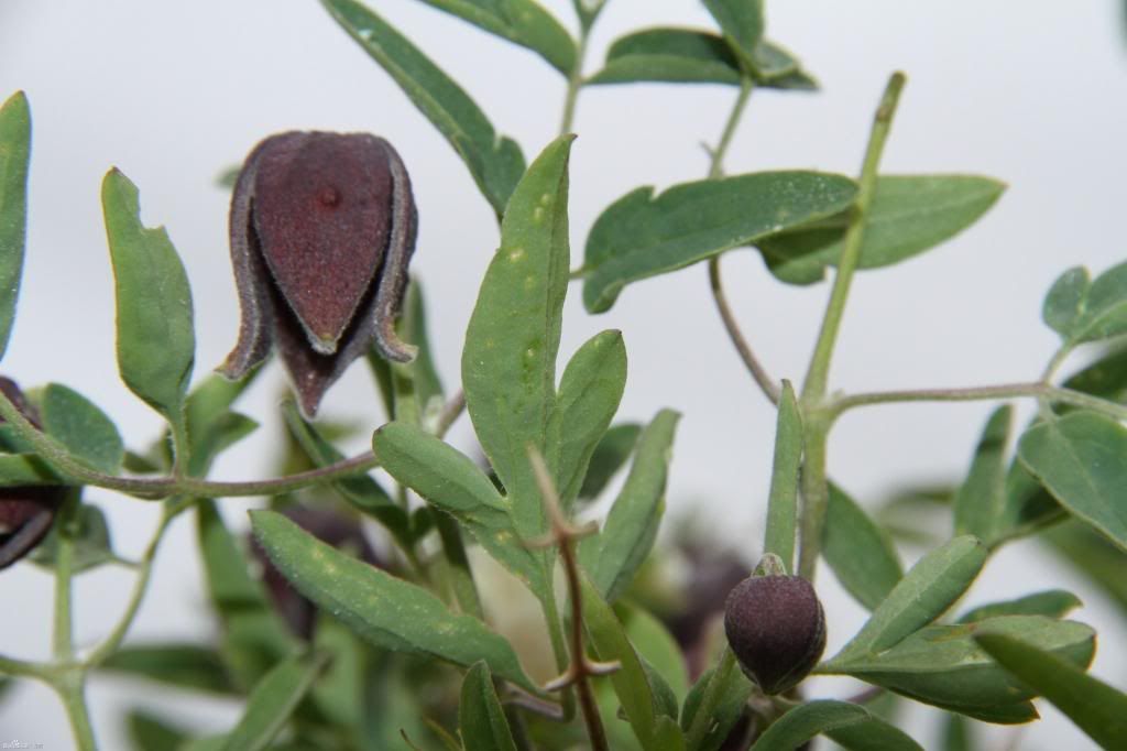  photo 22_zps626b4df9.jpg