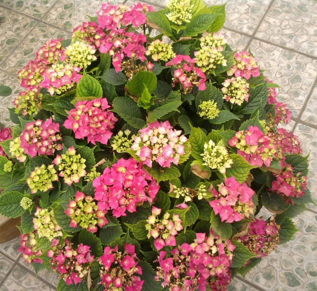 When Should You Plant Hydrangeas Outside - How to Plant Hydrangeas in the Ground (Easy Step-by-Step Guide)