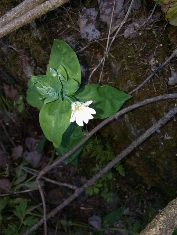  photo 2_zps4cc00bcf.jpg