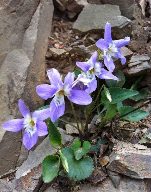  photo 2_zps547e0d29.jpg