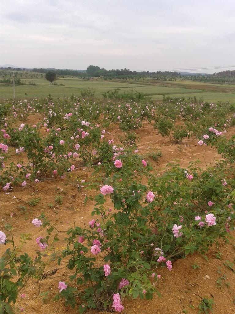  photo 2_zps6a91e2aa.jpg