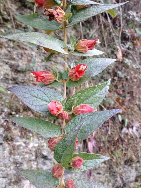  photo 2_zps6fbcb7a4.jpg