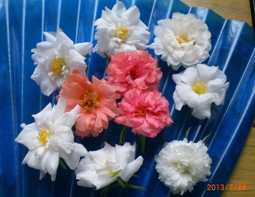  photo 2_zps8168a8d7.jpg