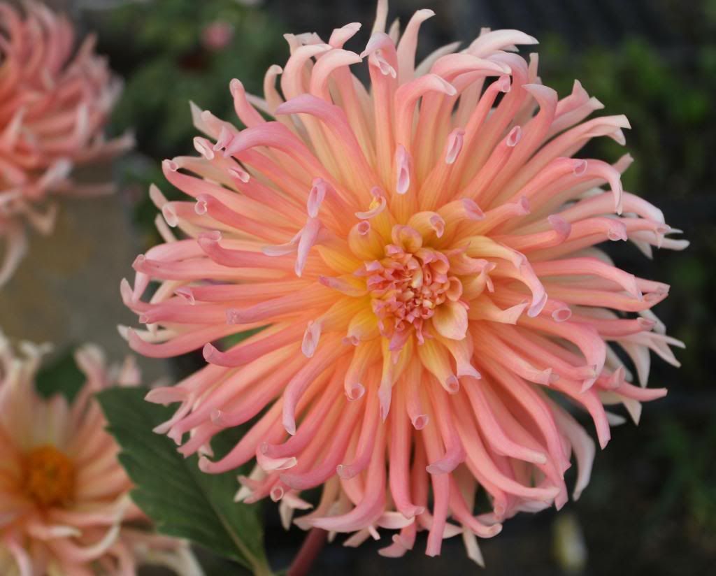  photo 2_zps88ee0933.jpg