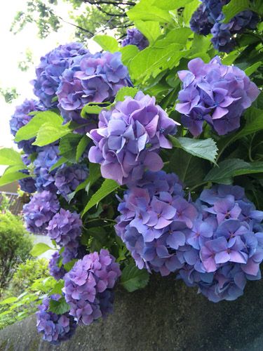  photo 38_zps99e69988.jpg