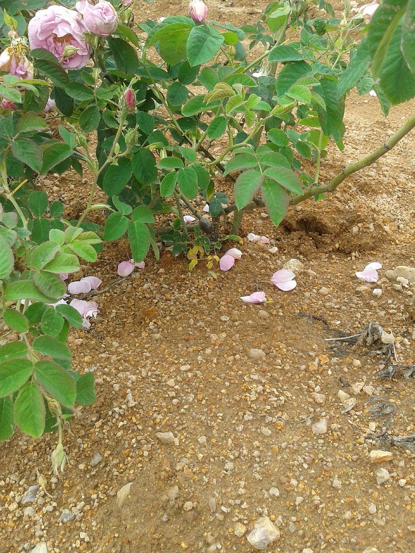  photo 3_zpse8c66199.jpg