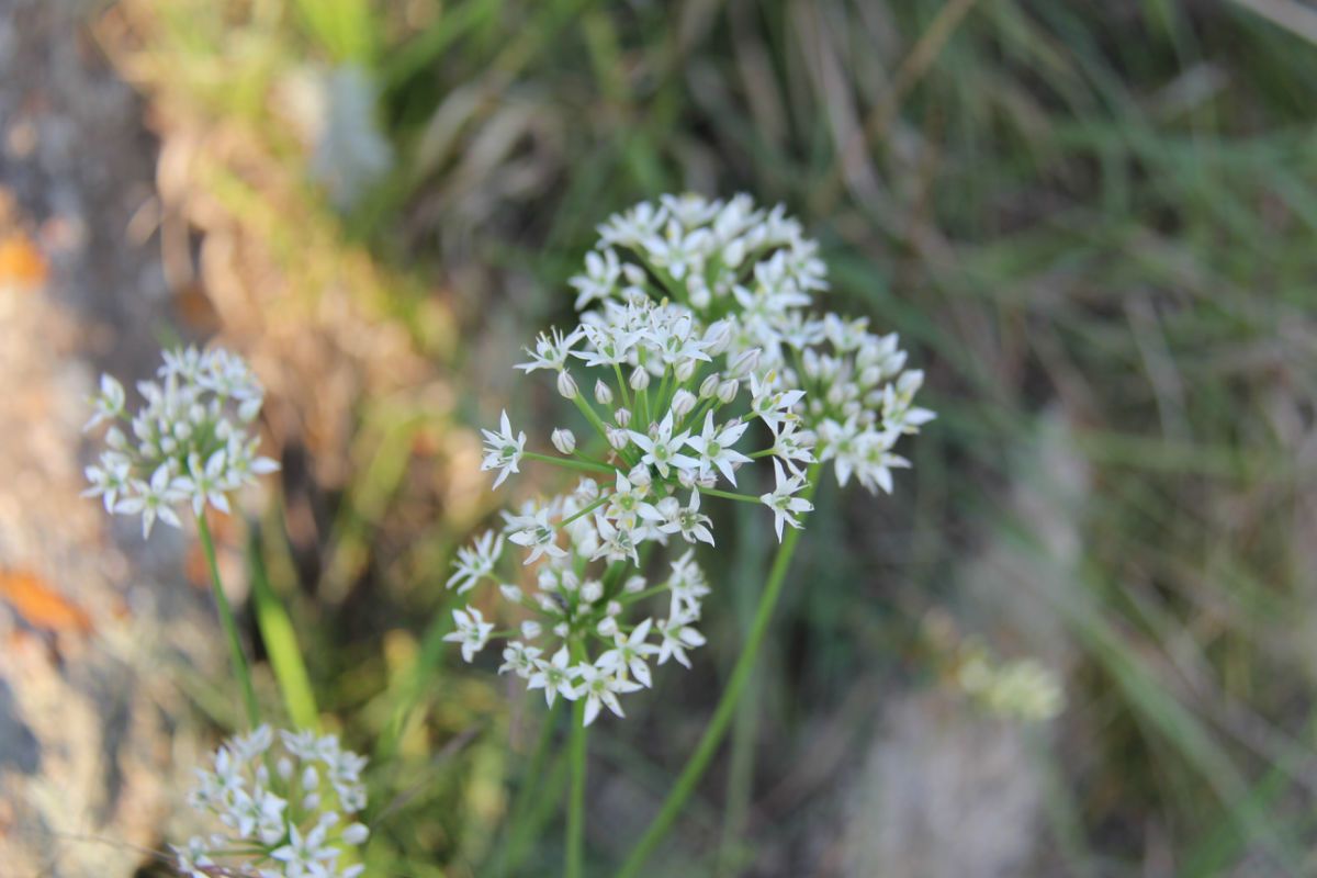  photo 41_zps15e809e0.jpg