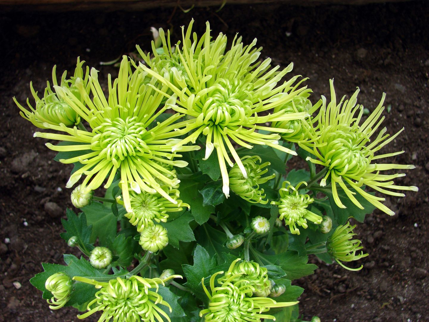  photo 49_zpscc0a42b3.jpg