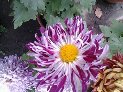  photo 4_zps30462532.jpg