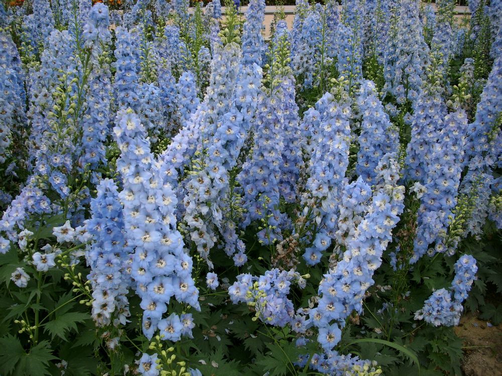  photo 4_zps37555a41.jpg