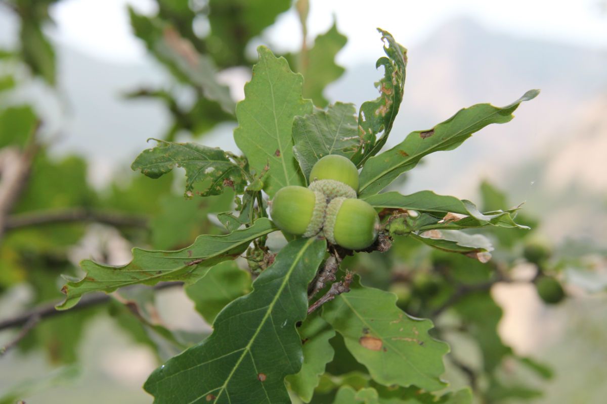  photo 58_zps5ef4b670.jpg