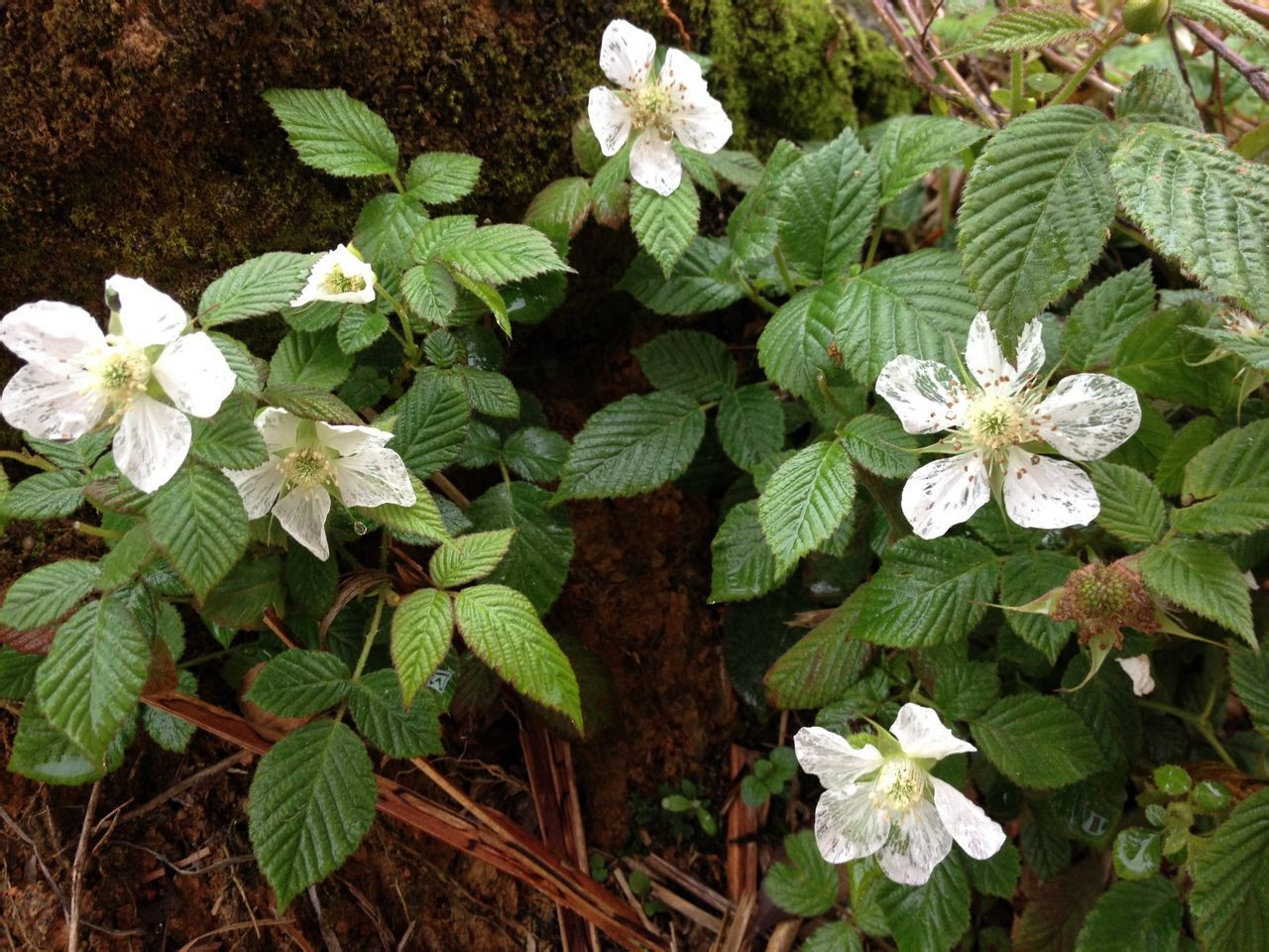  photo 5_zps49bd119a.jpg