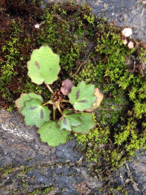  photo 5_zps5bb3311e.jpg