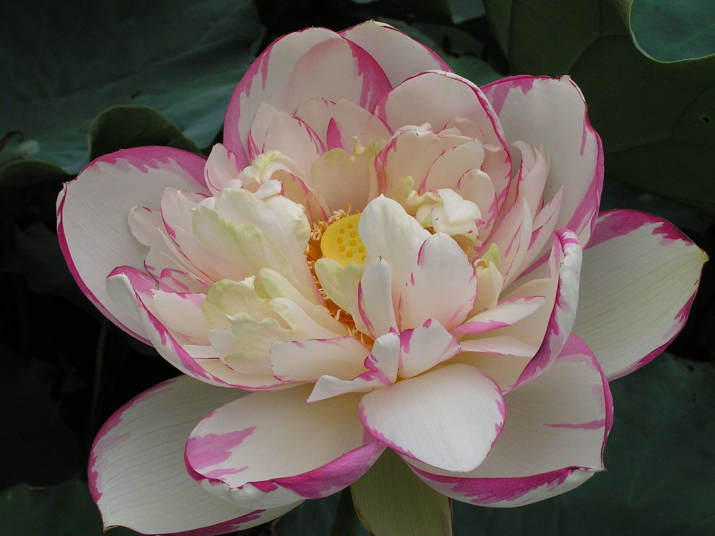  photo 5_zps65eae26c.jpg