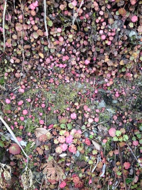  photo 6_zps41fa13ac.jpg