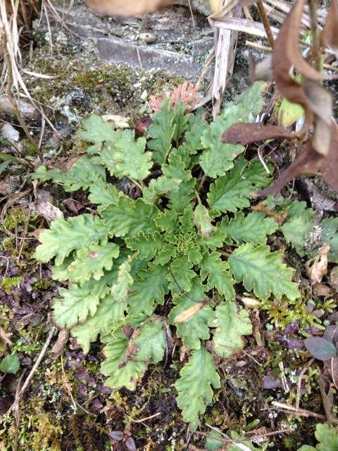  photo 8_zps2df79052.jpg