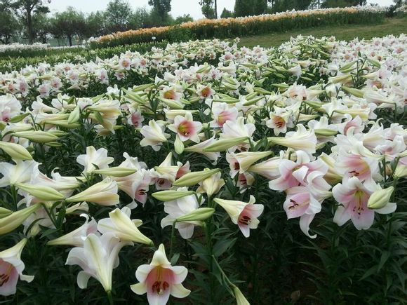  photo 8_zps696e2910.jpg