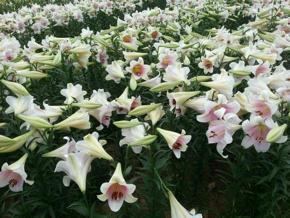  photo 9_zps8d24e518.jpg