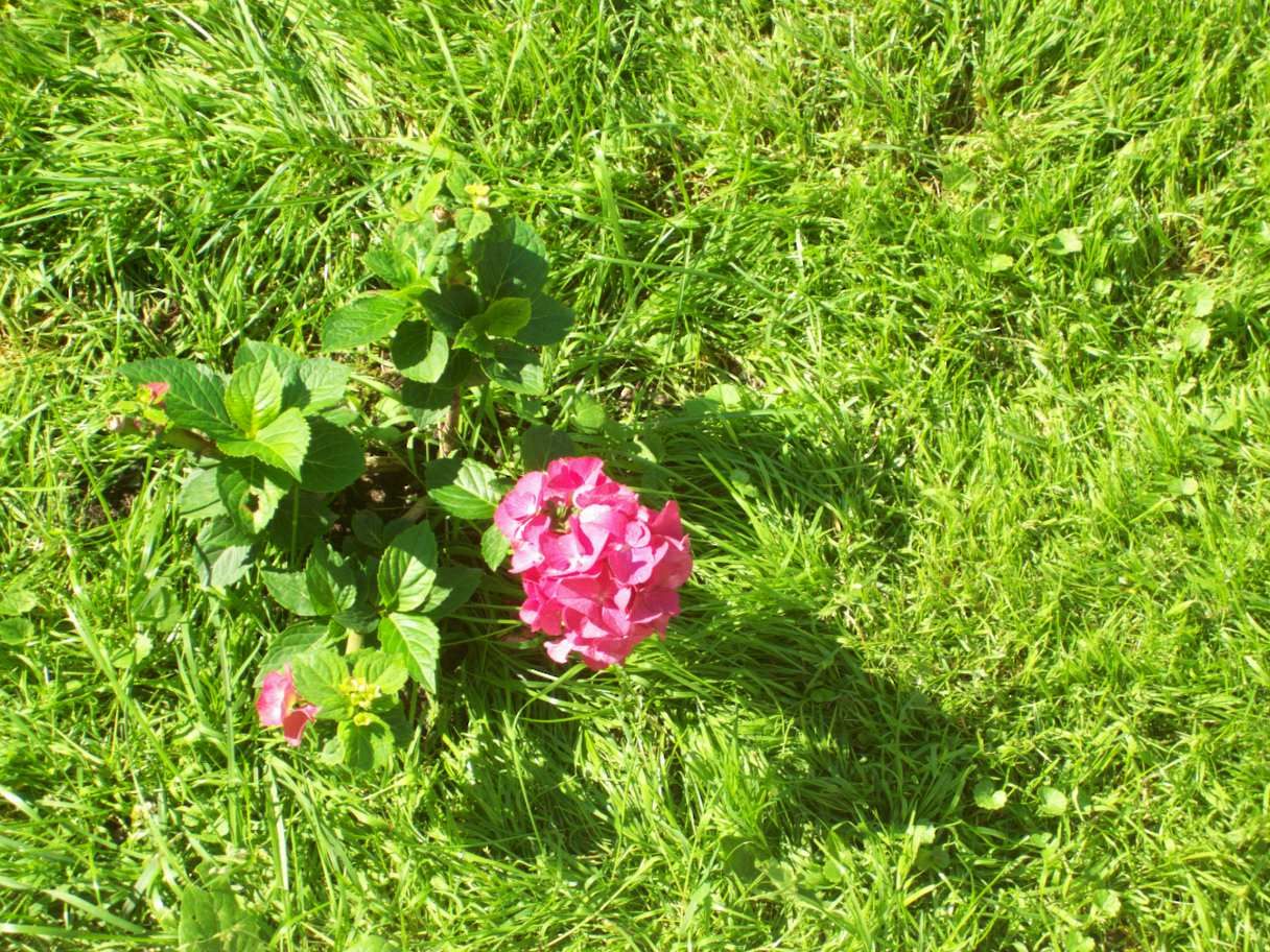 photo Azalea2013-7053_zps34f41c2d.jpg