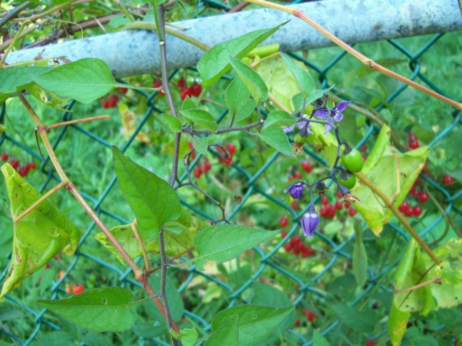  photo HKHouseYard043_zpsbef198d6.jpg