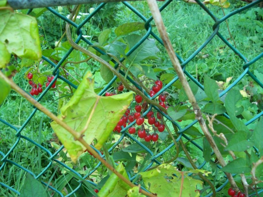  photo HKHouseYard045_zps5c31113f.jpg