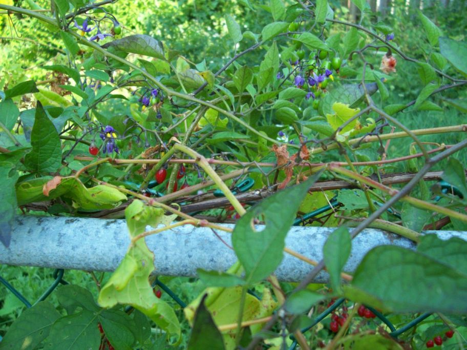  photo HKHouseYard047_zpsc7cab992.jpg