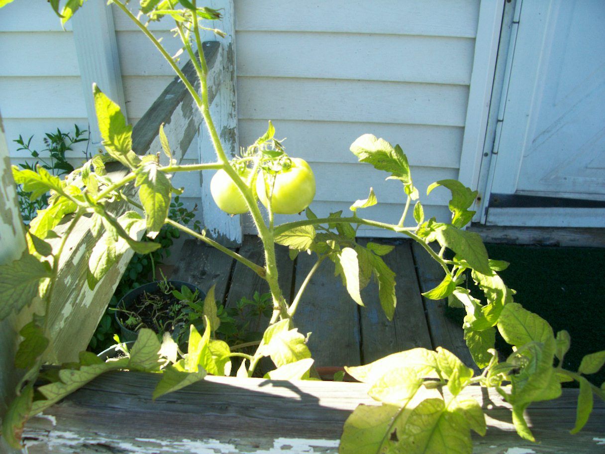  photo July13008_zps7d5842b9.jpg