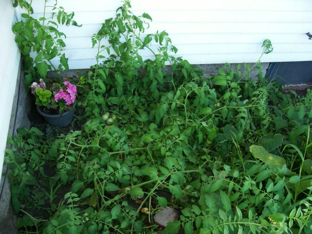  photo July13012_zps829a5726.jpg