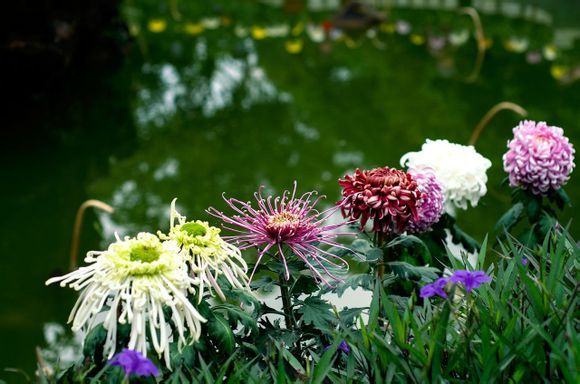  photo a10_zpse36ae877.jpg