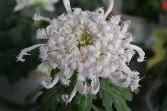  photo a2_zps81c88ff7.jpg