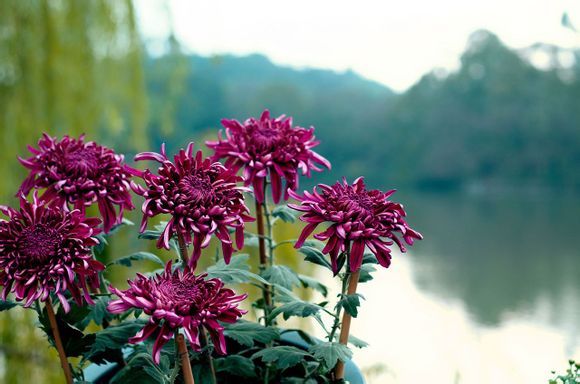  photo a2_zps900e6aec.jpg