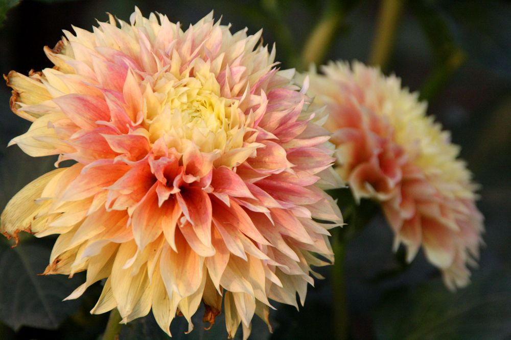  photo a2_zpsee732733.jpg