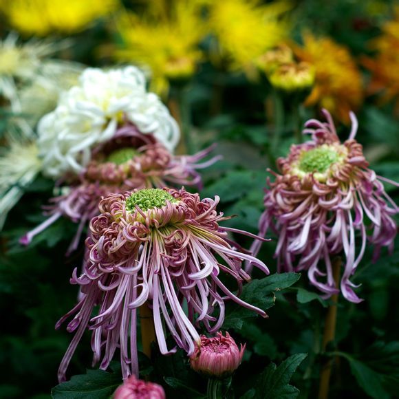  photo a3_zps3ebcd8aa.jpg