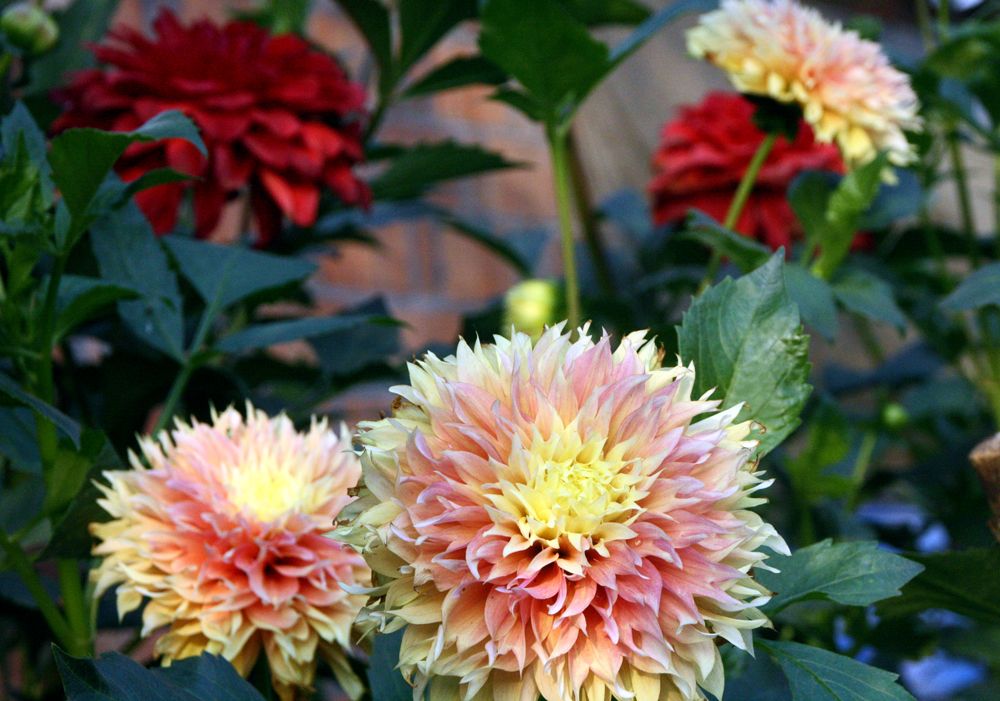  photo a4_zps4e07e6f3.jpg