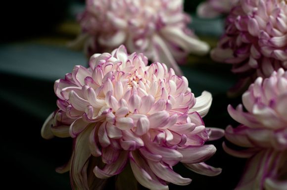  photo a5_zps550079c1.jpg