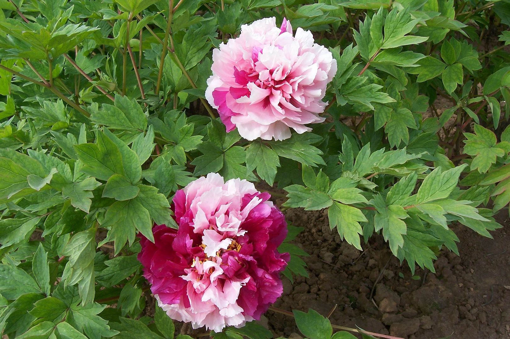  photo a_zps663d3657.jpg