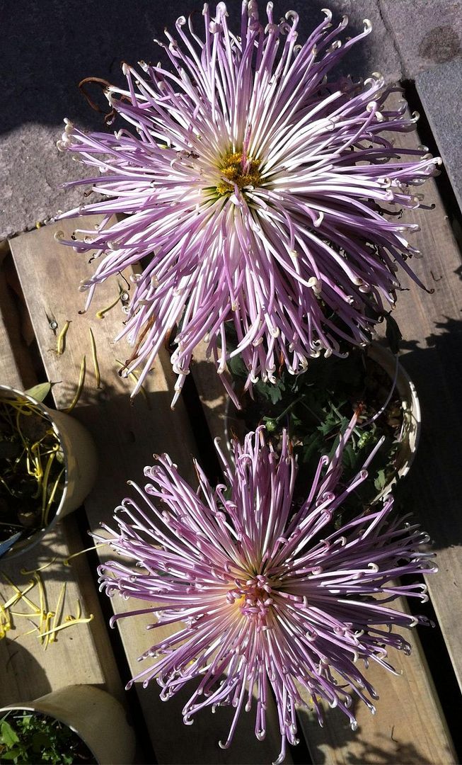  photo b10_zpsf1db5515.jpg